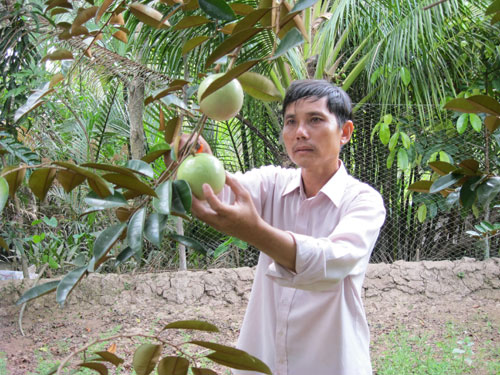 Cay canh, cây cảnh, cay cong trinh, cây công trình, thiet ke canh quan san vuon, thiết kế cảnh quan sân vườn, thi cong canh quan san vuon, thi công cảnh quan sân vườn, thiet ke thi cong ho ca, thiết kế thi công hồ cá…